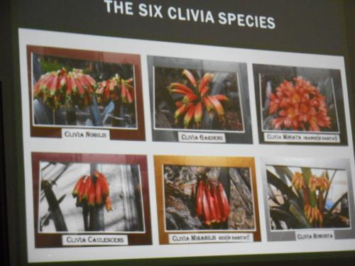 Clivia1341